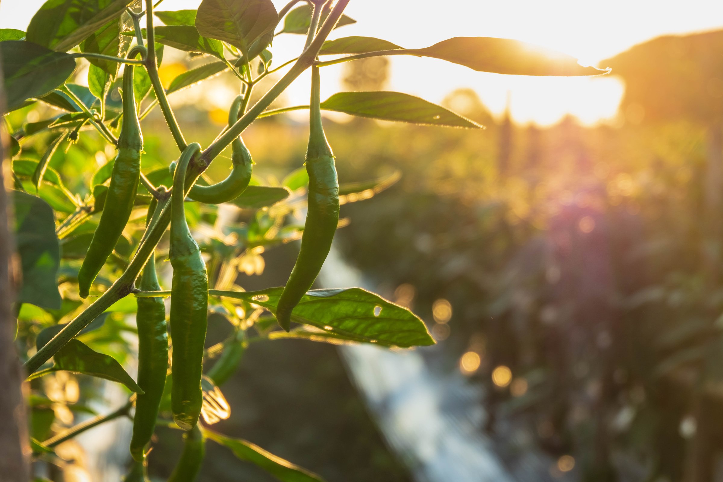 Fresh Chili on  Chili Tree